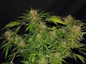 White Widow X Ultimate фотопериодные семена конопли — фото 3