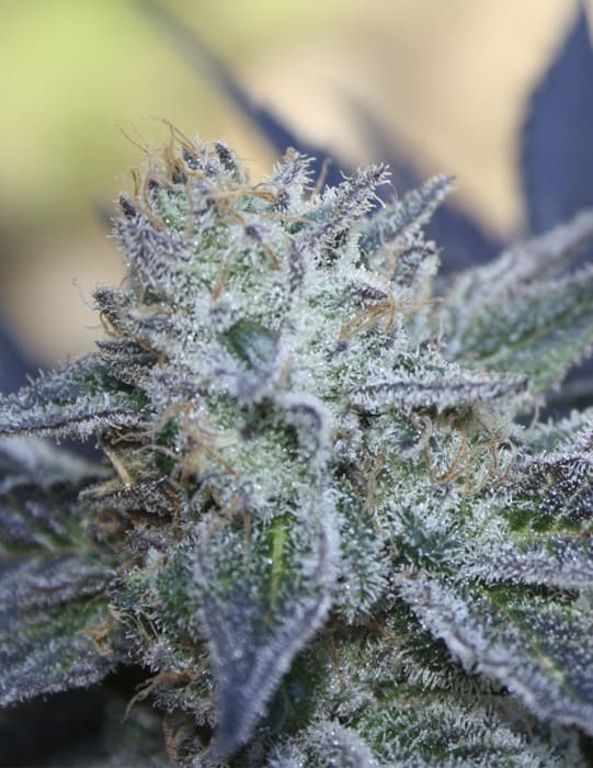 Washing Machine Фотопериодные семена конопли