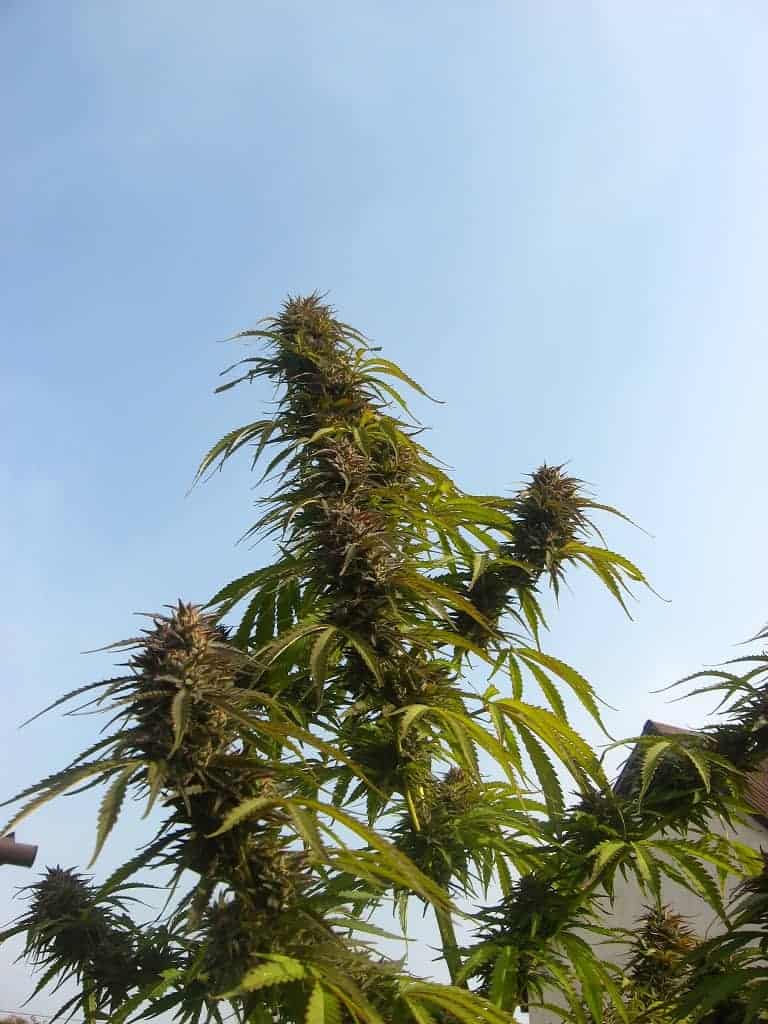 Dutch Passion White Widowular Фотопериодные семена конопли — фото 2