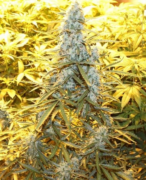 Auto Ultimate автофеминизированные семена конопли — фото 2